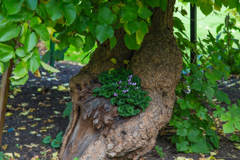 Cadogan Place South Garden